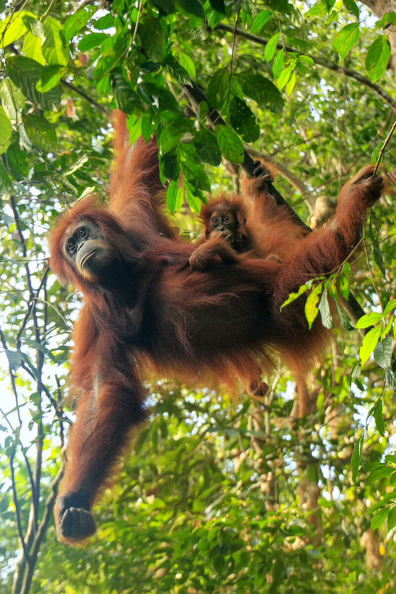 Orangutans — kidcyber Orangutans — kidcyber
