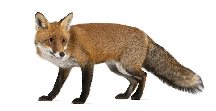 fox_red_IS.jpg