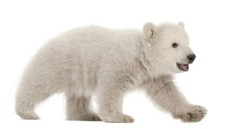 polarcub_3mons_jup.jpg