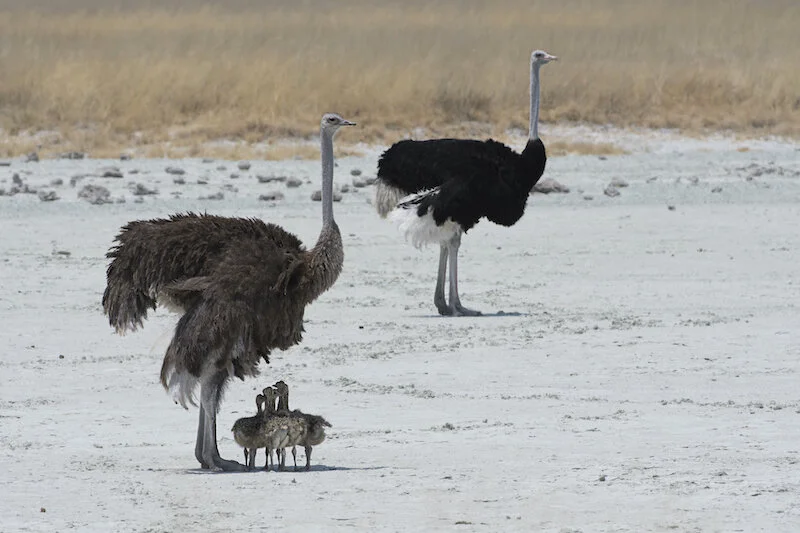 Ostrich — kidcyber