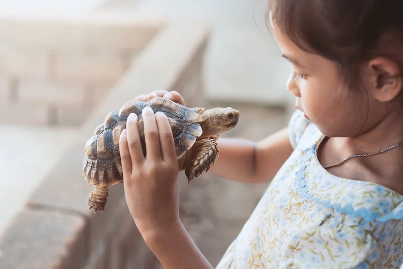 Pet turtles — kidcyber