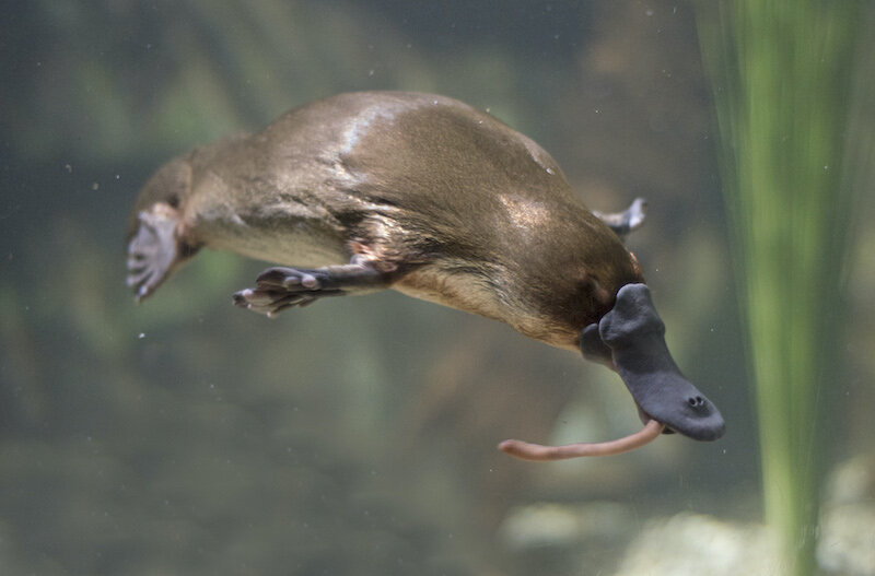 Platypus — kidcyber Platypus — kidcyber