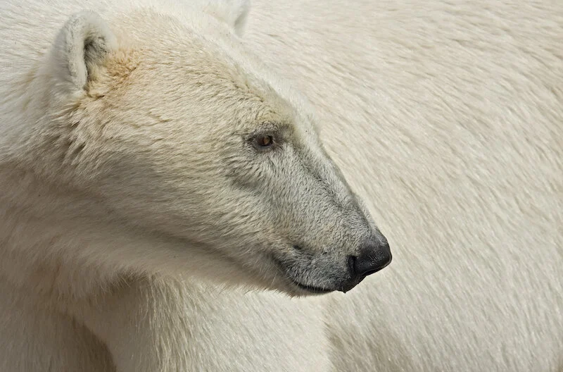 Polar Bear — kidcyber