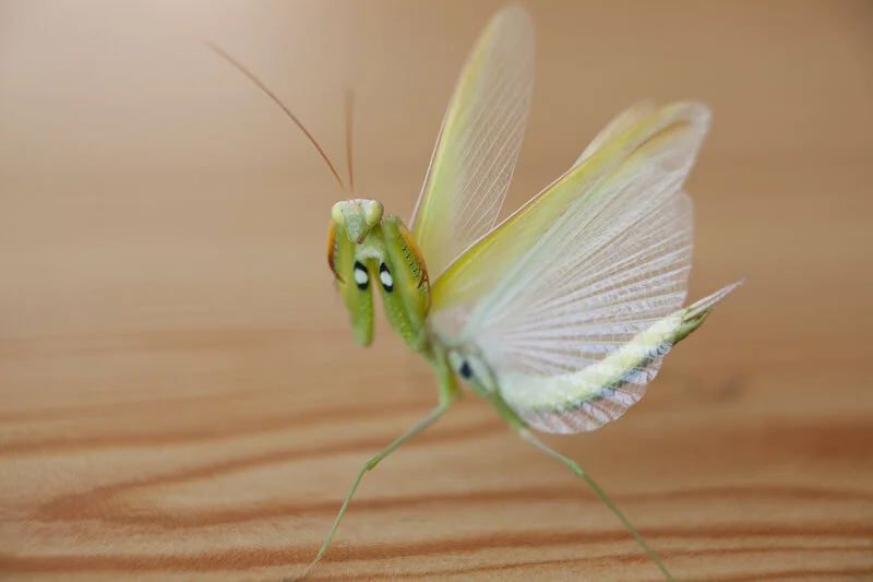 Praying Mantis — kidcyber