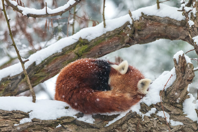 Red Panda Kidcyber Red Panda Kidcyber