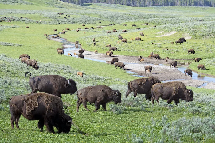 bison_herd_Ystone_IS.jpg