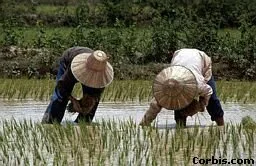 riceplanting.jpg