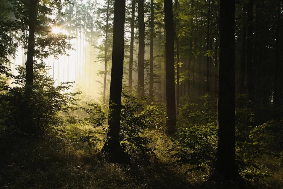 forestsunlight_jup.jpg