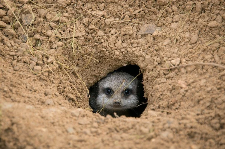 meerkat_peeping_IS.jpg