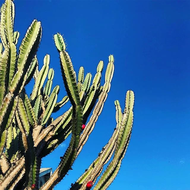 🌵