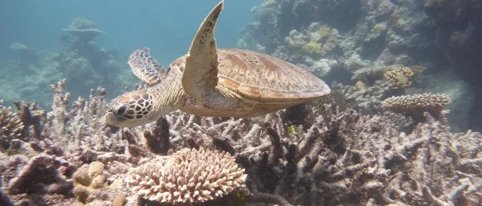 Diving At The Great Barrier Reef