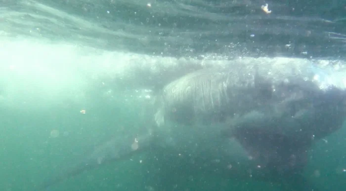 Diving With The Great White Sharks