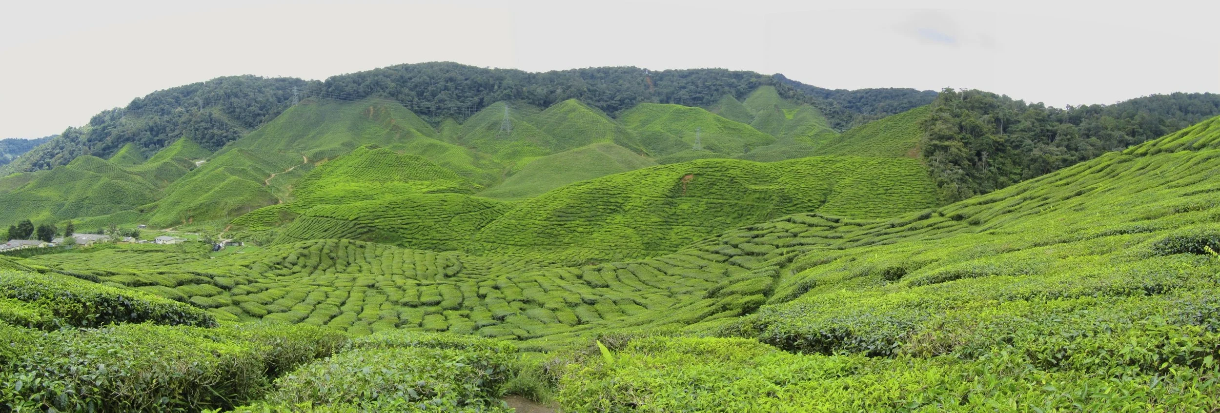 Case of the Mondays #6: Cameron Highlands