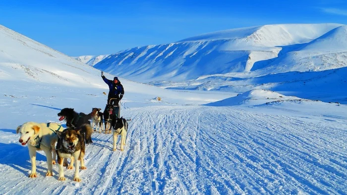 Dogsledding with Green Dog Svalbard