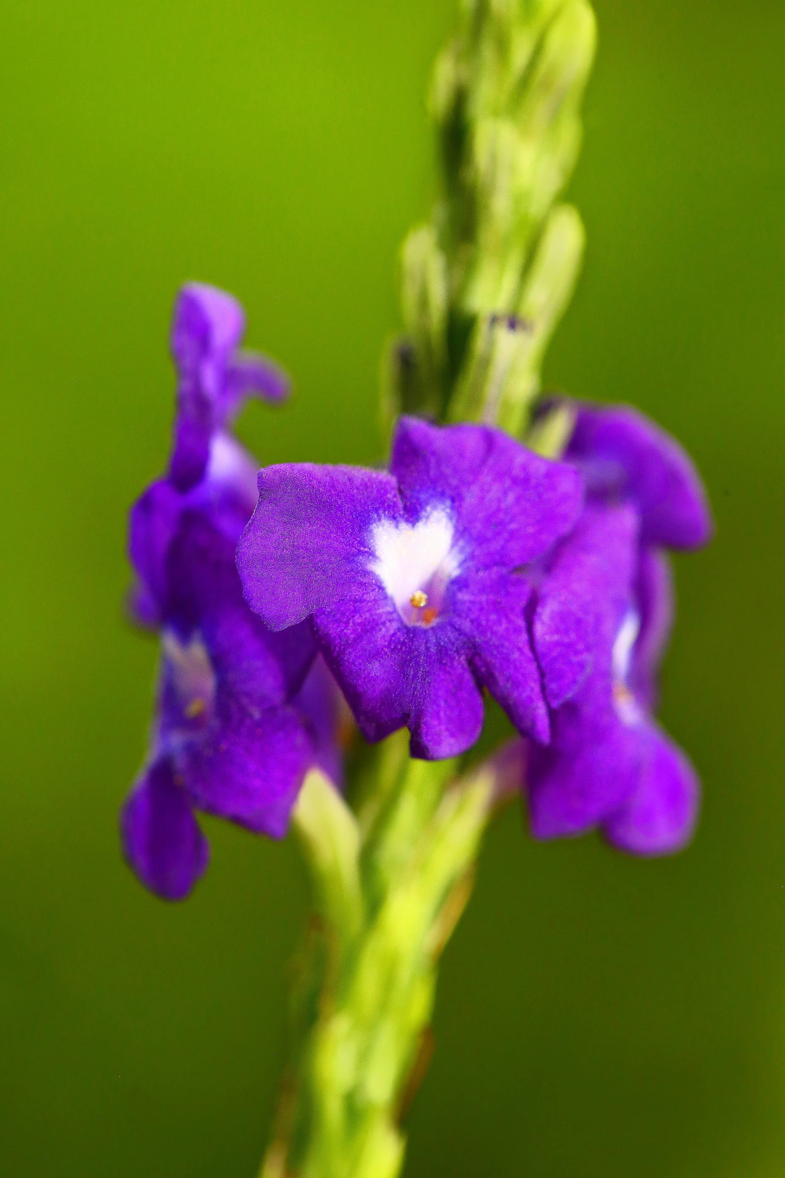 bokeh (1a)aretouchupcfinal.JPG