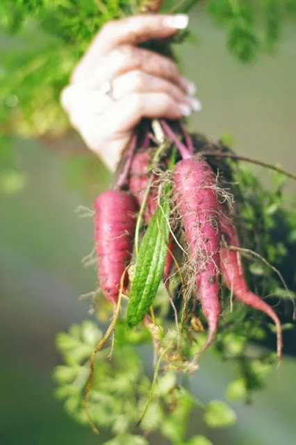 The Agrarian Kitchen !