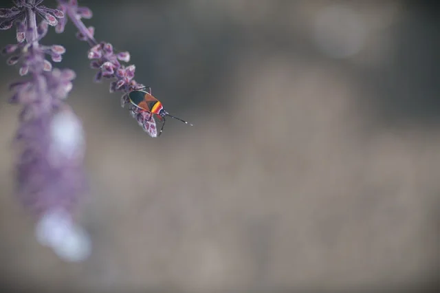 A tiny little find . . .