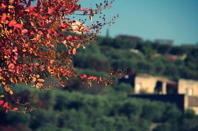 My Memories of Provence !