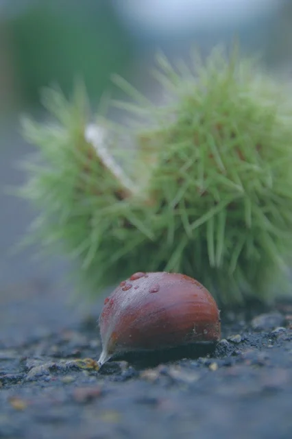 Autumn in Normandy !