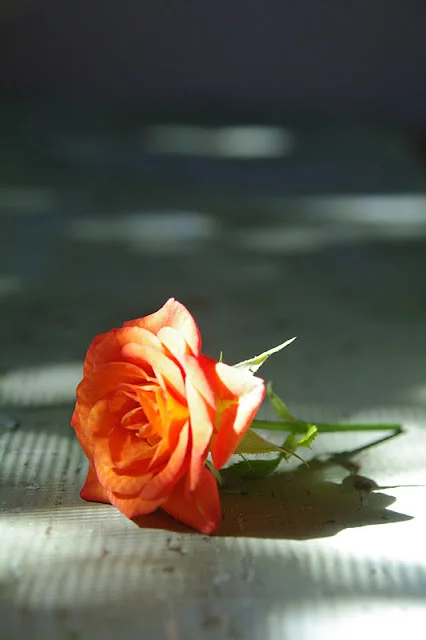 A sneak peek at my weekend.....