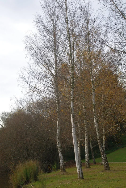 A farmers market and The Lake House.....
