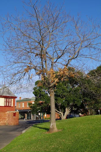 A day in North Fitzroy...