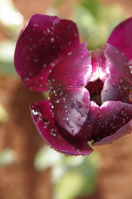 Tip toe through the tulips......