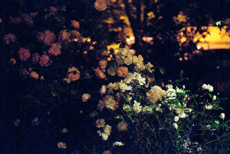 tumblr_nje1c7mqRa1u2b9emo1_1280.jpg