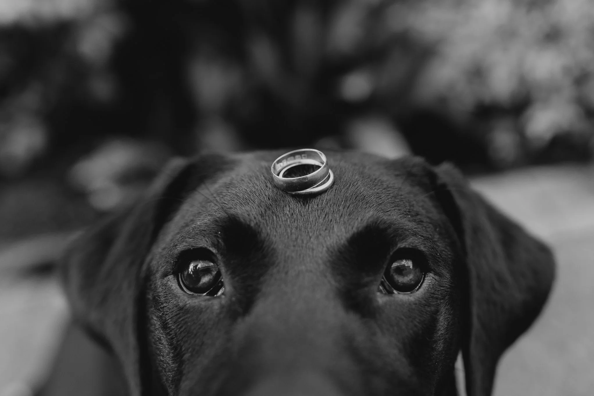 Photography by Fay Carey
