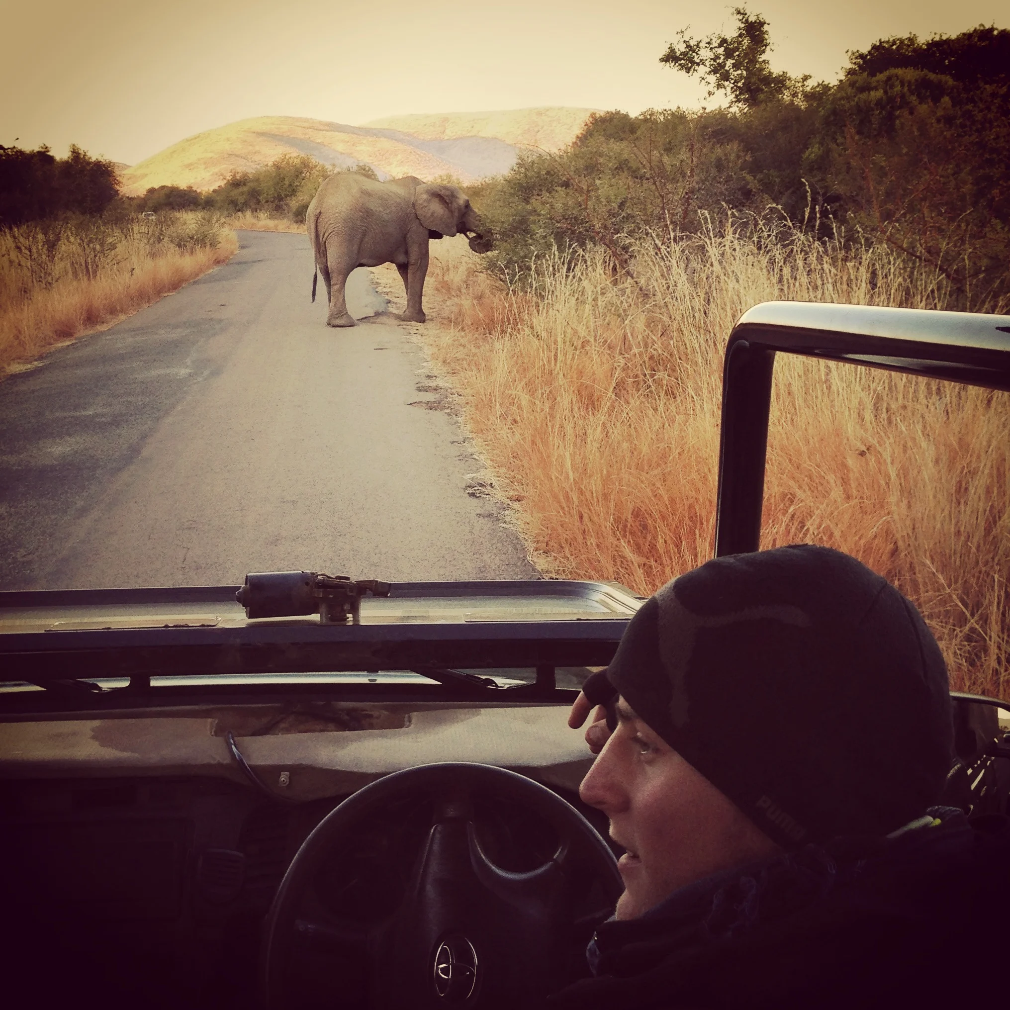 Elephant in sunrise. Pilanesberg National park, South Africa.