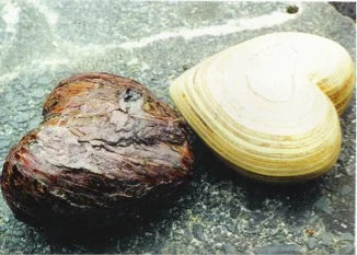 Heart Rebuild & Thick Skinned