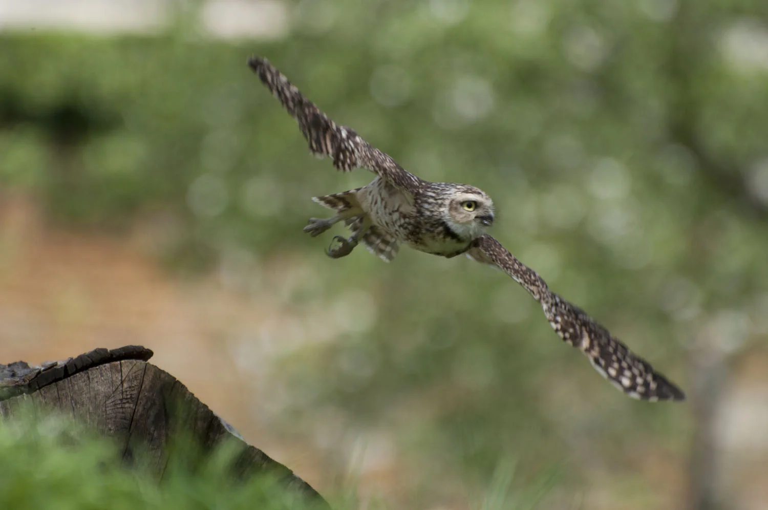 Burrowing Owl - 4