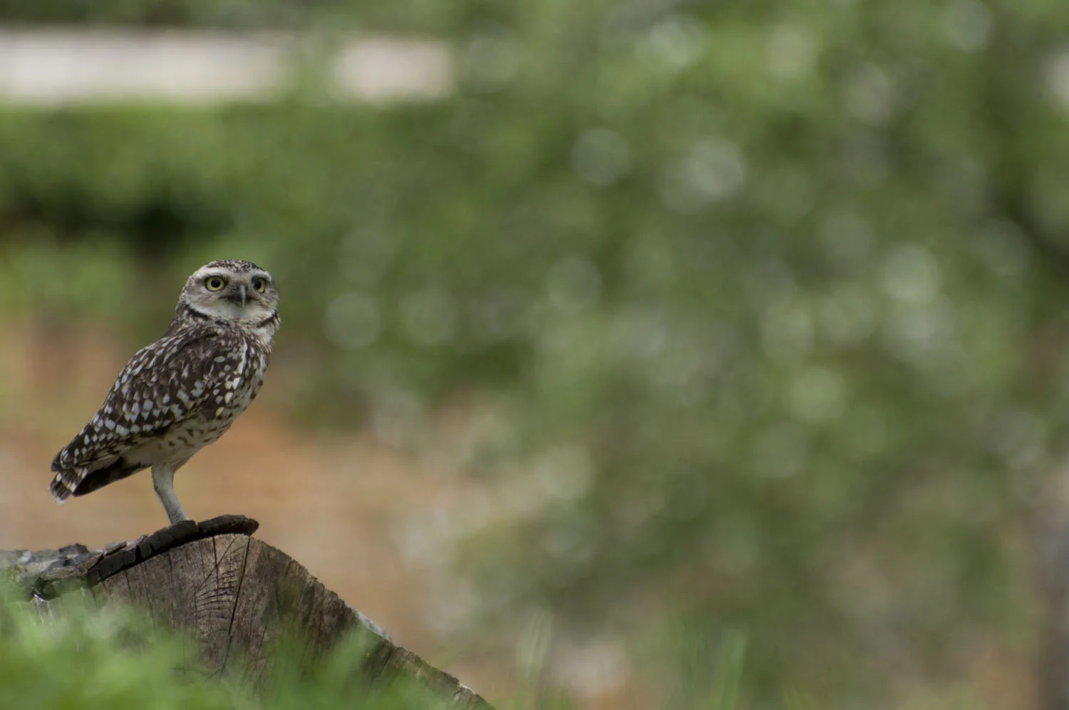 Burrowing Owl - 2