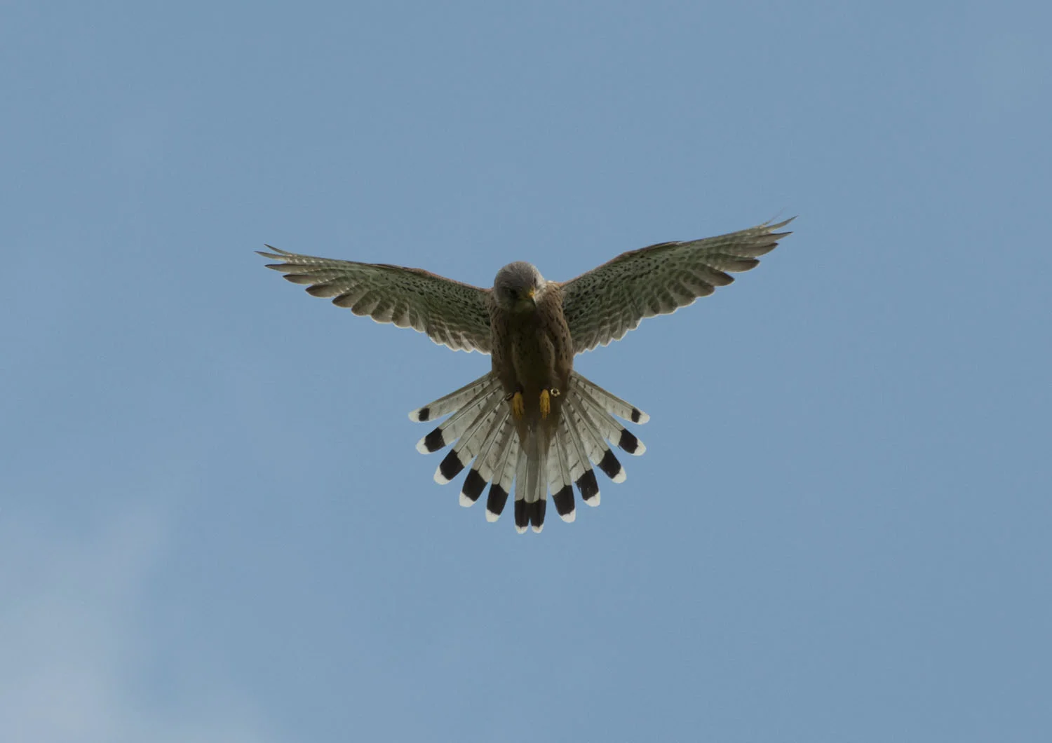 Kestrel - 1