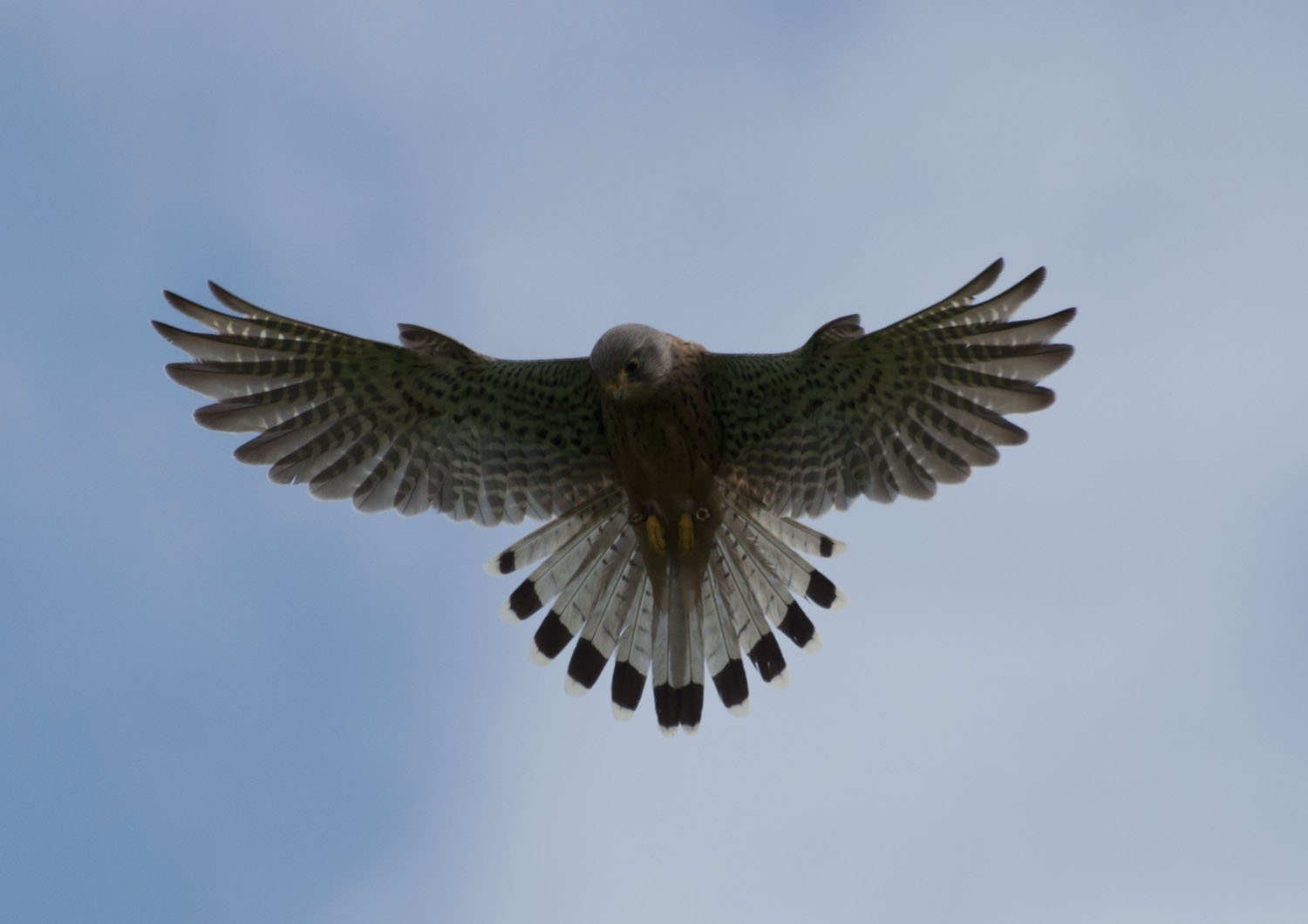 Kestrel - 3