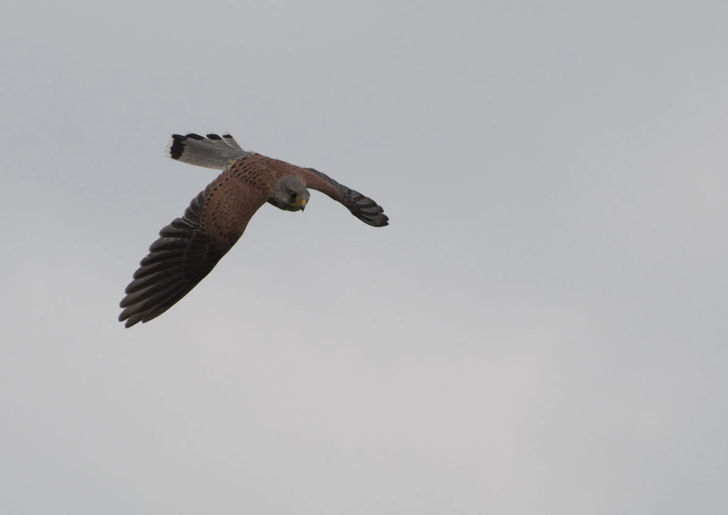 Kestrel - 5