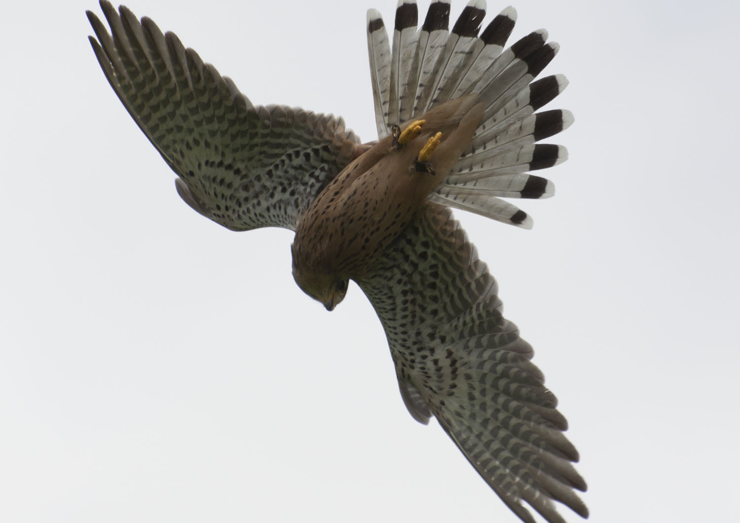 Kestrel - 6
