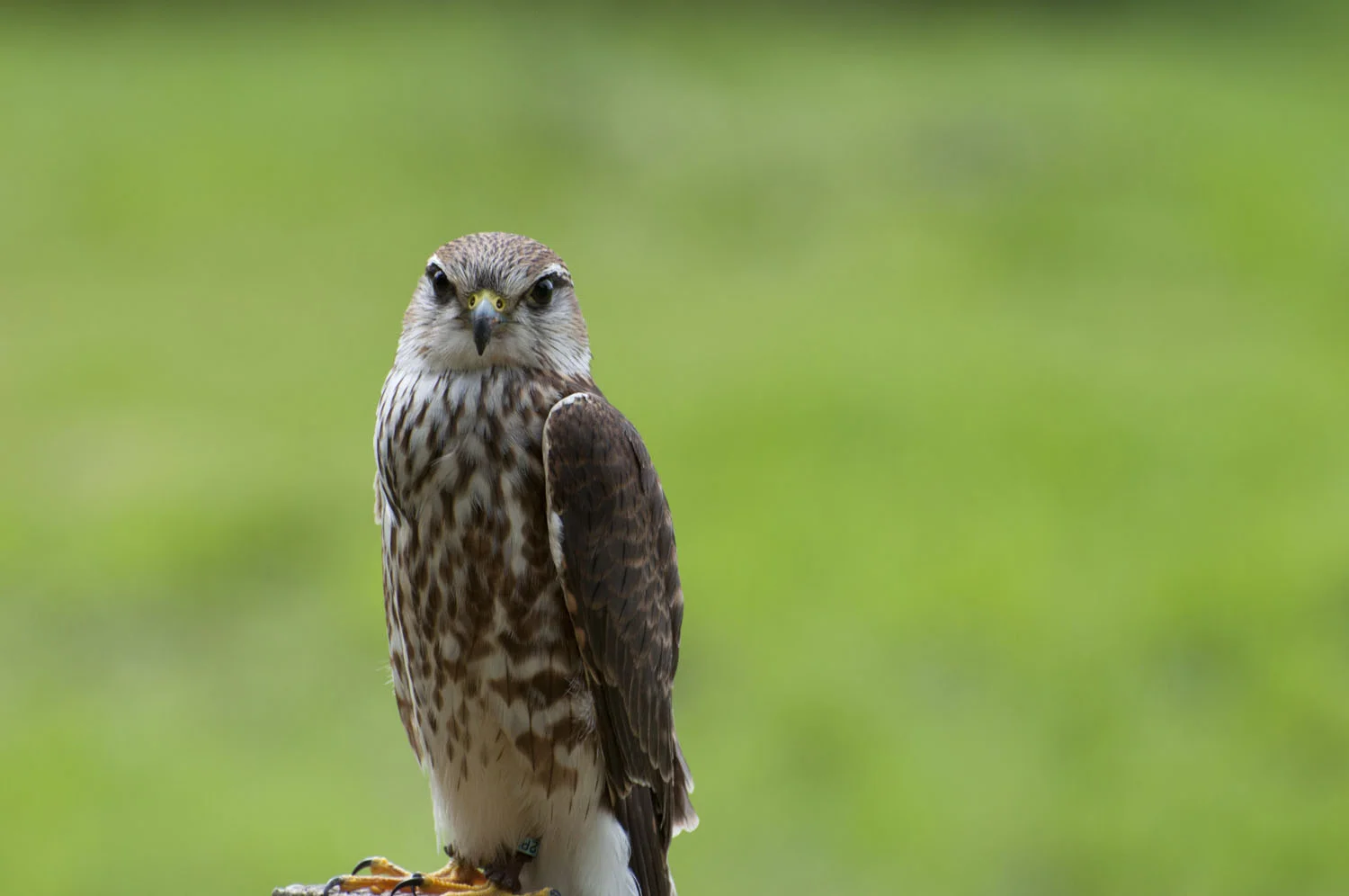 Merlin - 1