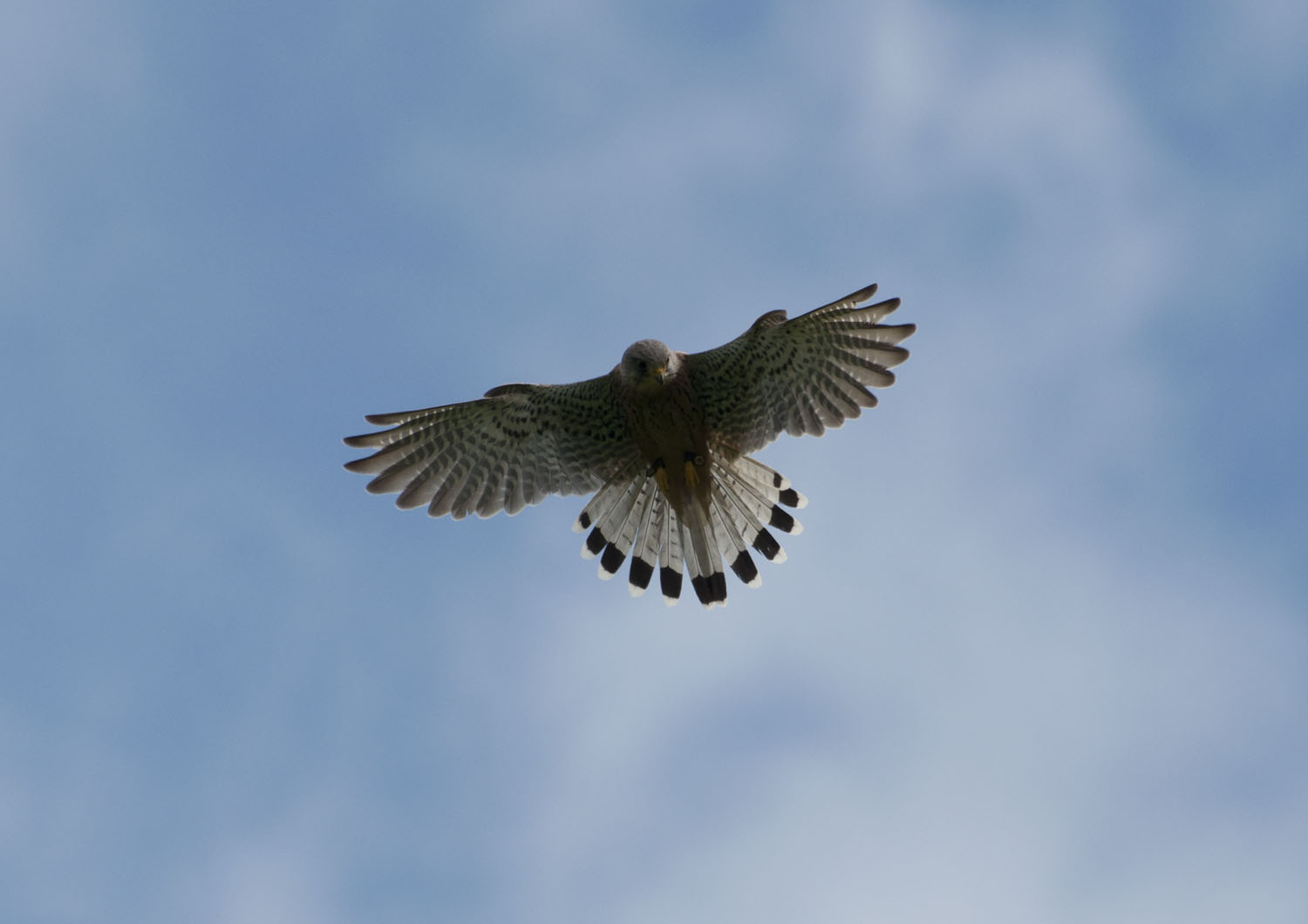 Kestrel - 4