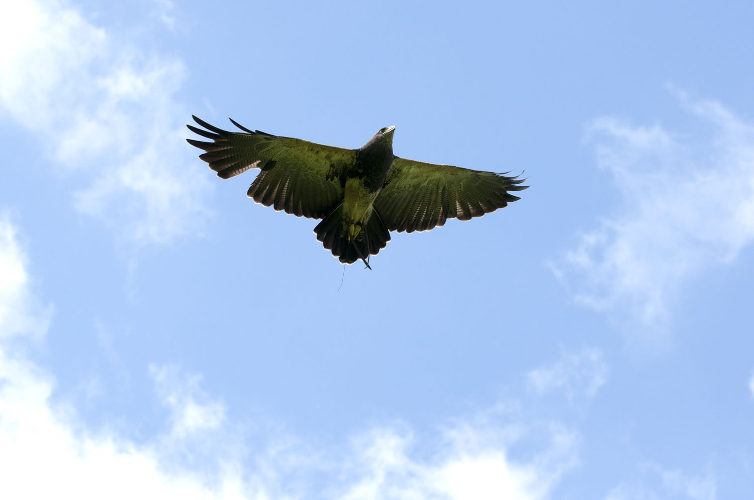 Chilean Eagle Buzzard - 1