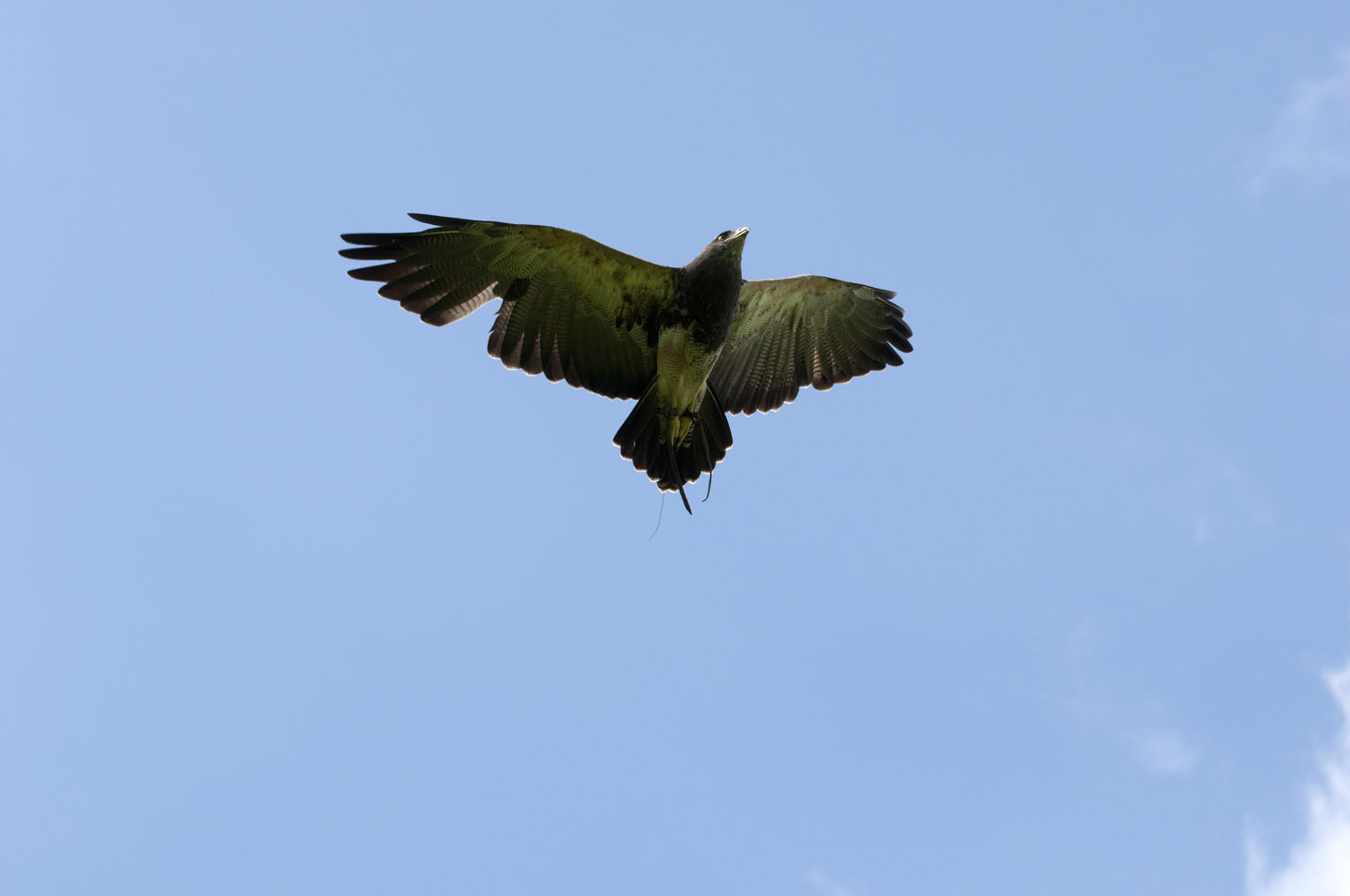 Chilean Eagle Buzzard - 2