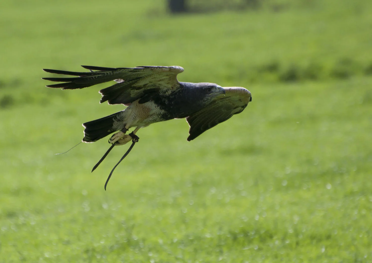 Chilean Eagle Buzzard - 4