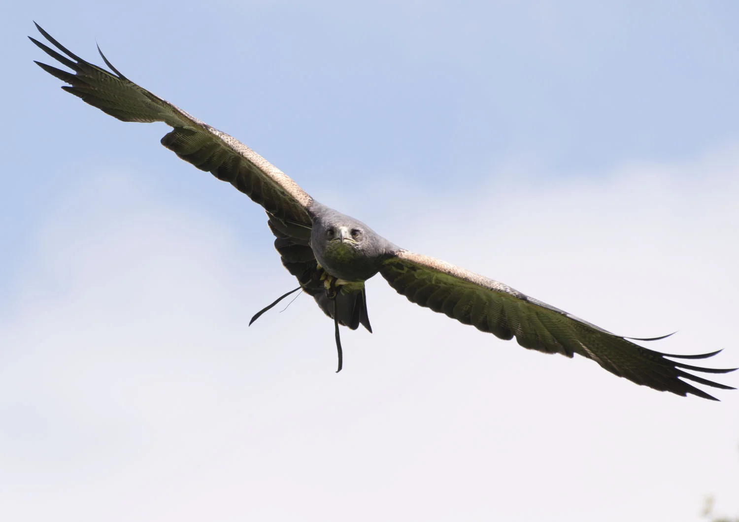 Chilean Eagle Buzzard - 3