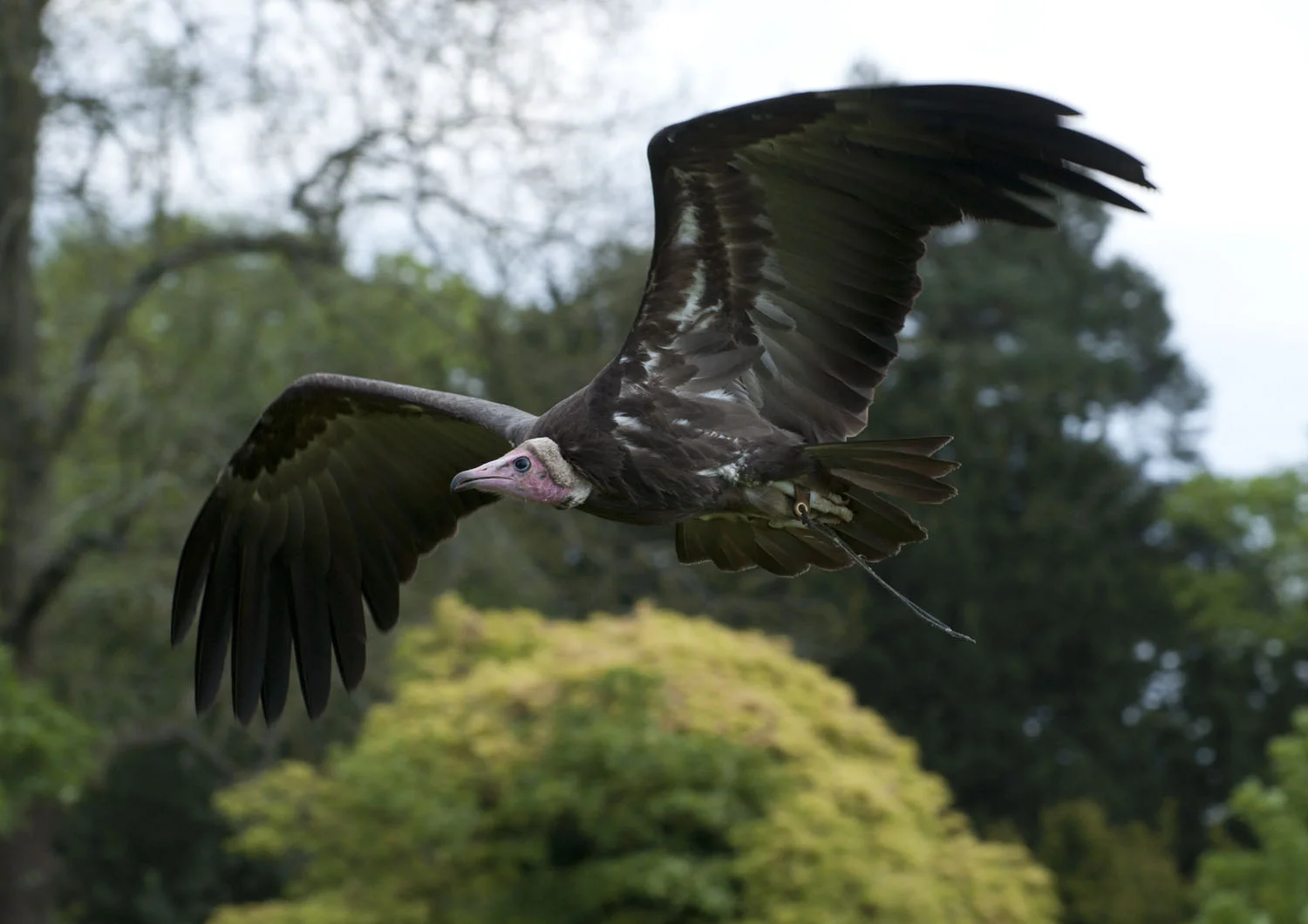 Hooded Vulture - 1