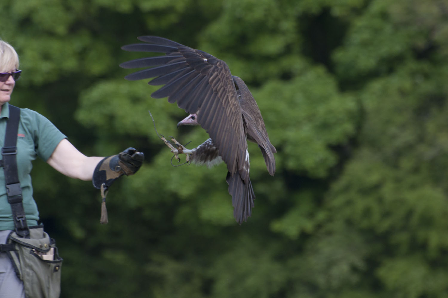 Hooded Vulture - 4