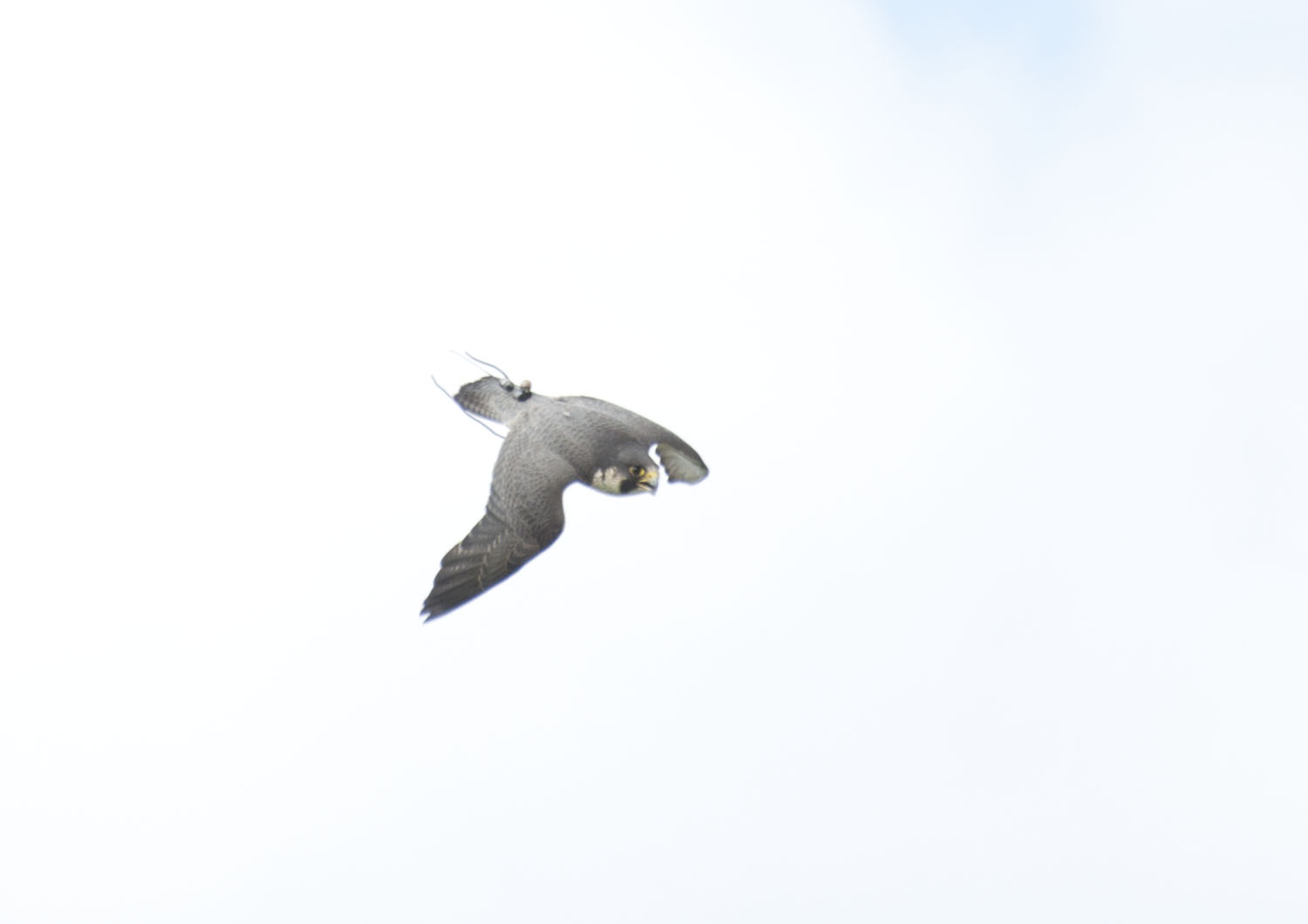 Tiercel - 3