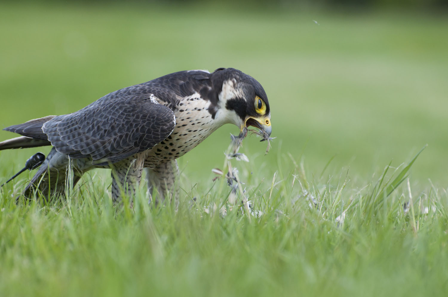 Tiercel - 6 to 13