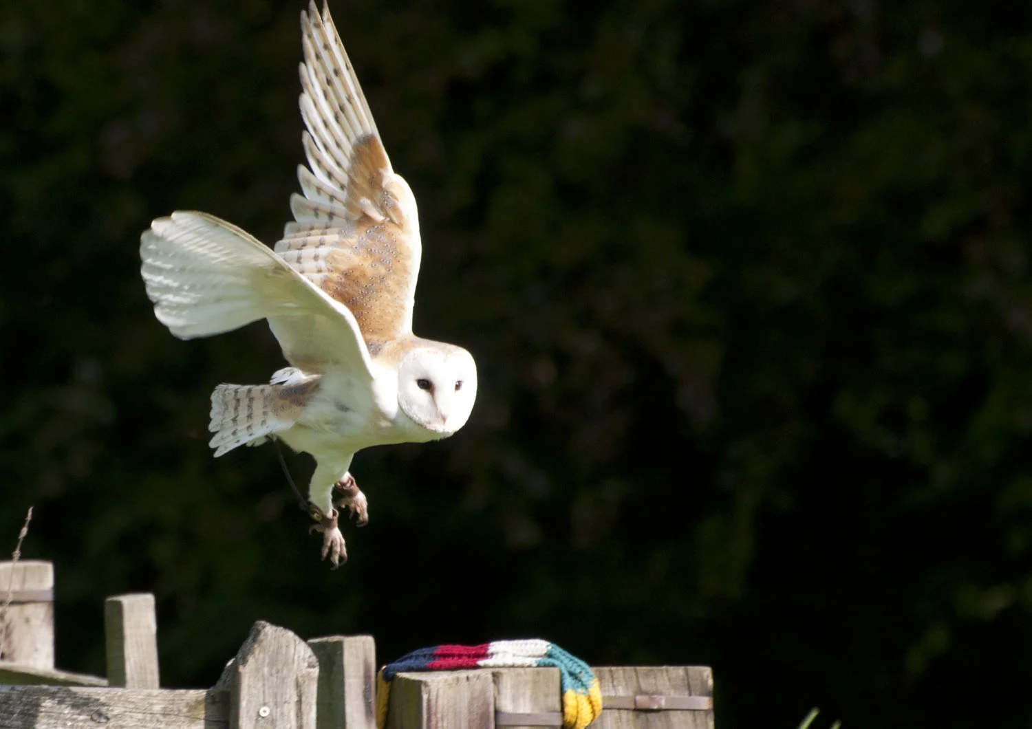 Barn Owl - 1