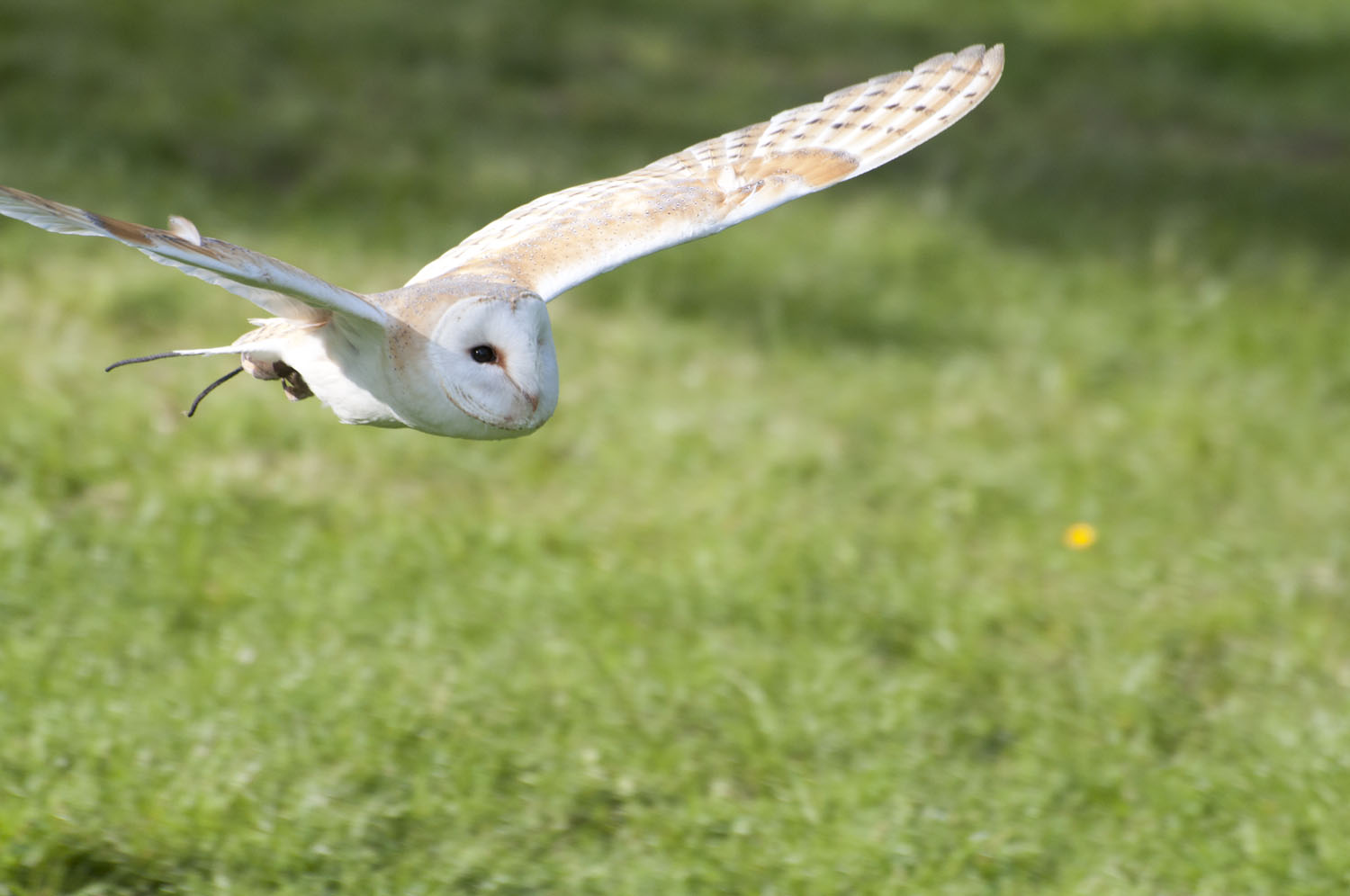 Barn Owl - 3