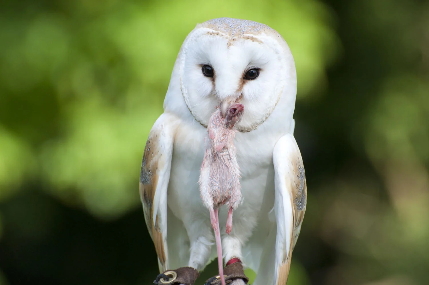 Barn Owl - 5
